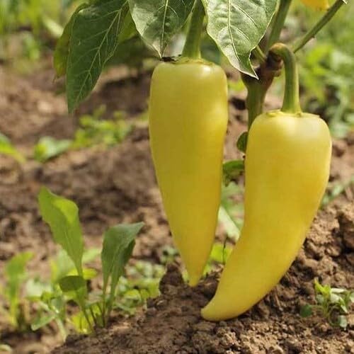 Hungarian Pepper vegetable seeds - Heirloom, Organic, Non Gmo Garden Seeds for kitchen garden planting