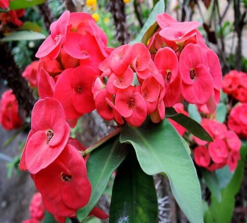 Red Milii Flower Seeds
