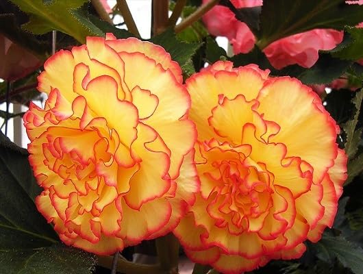 Red Giant Carnation Flower Seeds