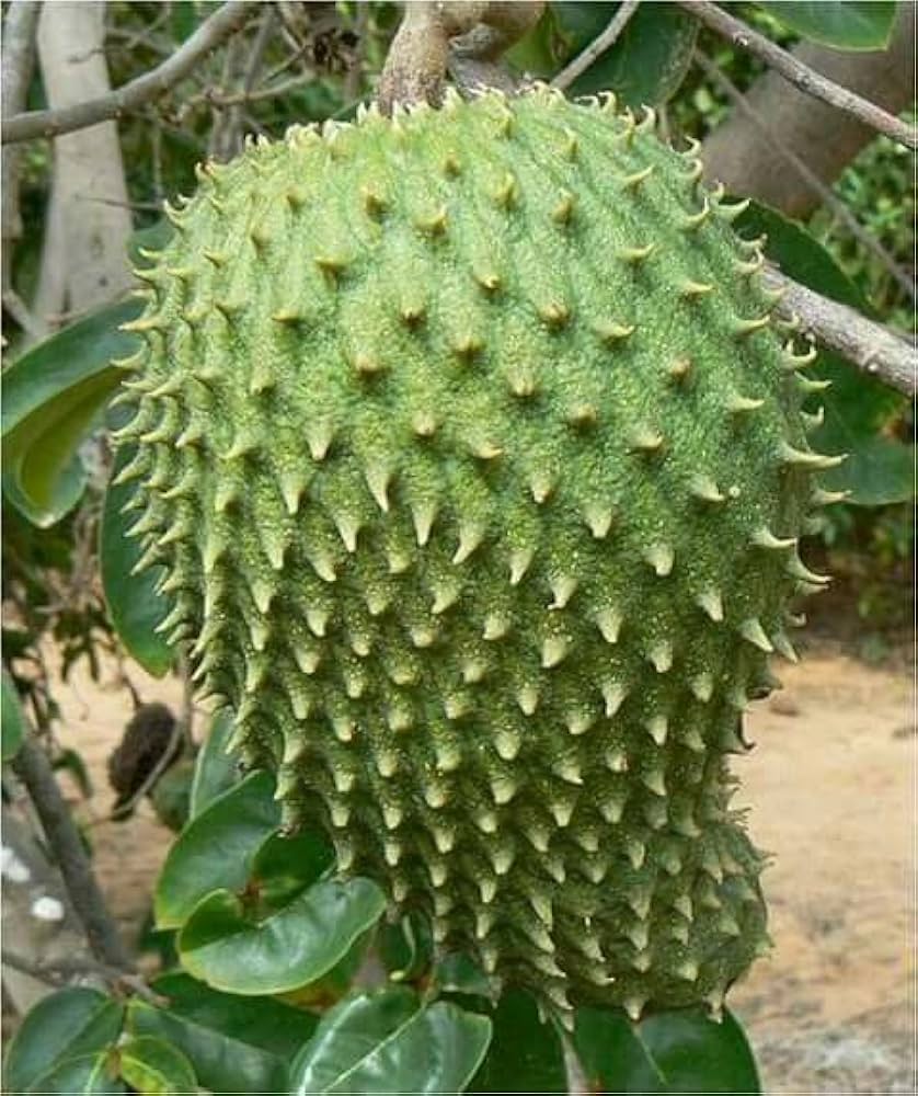 Graviola Annona Muricata Tropical Gardens