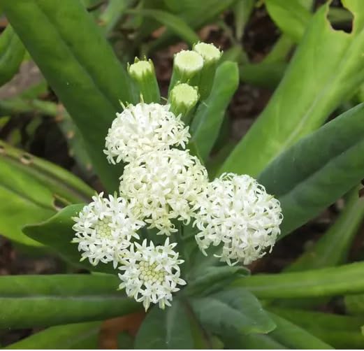 White Perennial Kleinia Flower Seeds