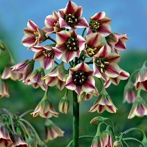 Nectaroscordum Flower Seeds
