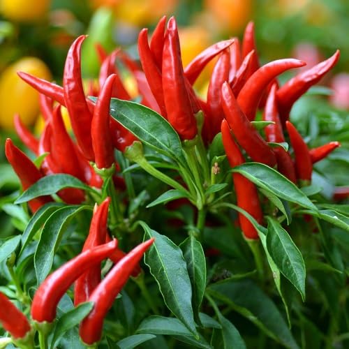 Red Siling Labuyo Pepper vegetable seeds - Heirloom, Organic, Non Gmo Garden Seeds for kitchen garden planting
