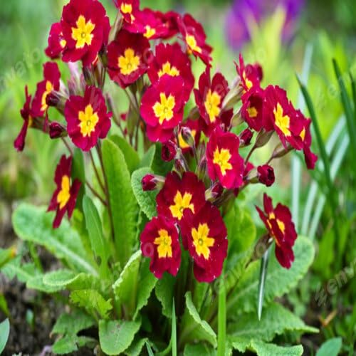 Red Polyanthus Crescendo Flower Seeds