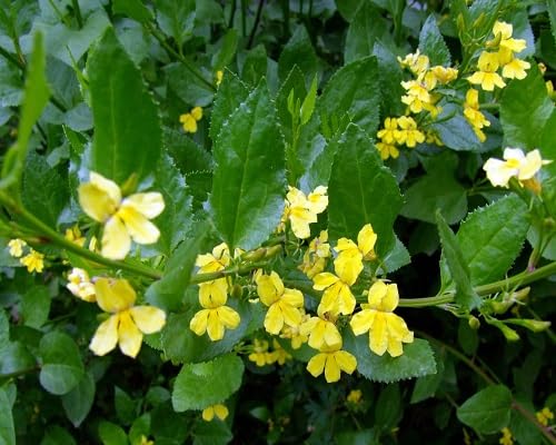 Yellow Goodenia Ovata Flowers Seeds