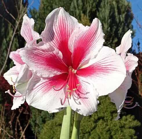 Pink Amaryllis Hippeastrum Flower Seeds