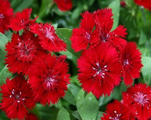 red dianthus flower seeds.