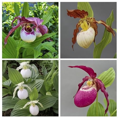 Mixed Cypripedium Flower Seeds
