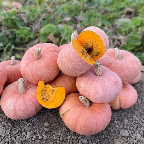 Pink Pumpkin vegetable seeds - Heirloom, Organic, Non Gmo Garden Seeds for kitchen garden planting