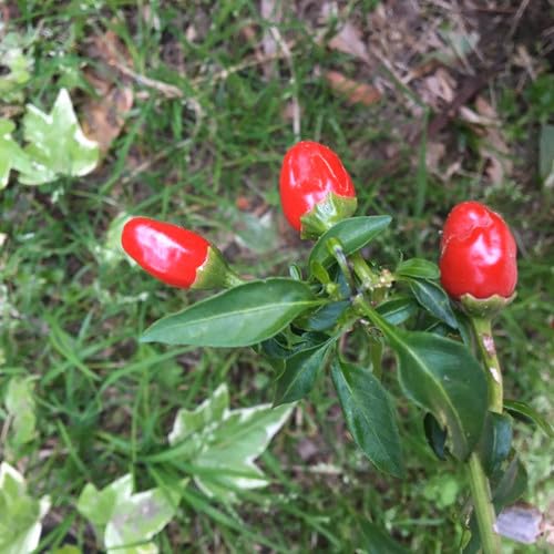Red Piquin Vegetable Seds vegetable seeds - Heirloom, Organic, Non Gmo Garden Seeds for kitchen garden planting