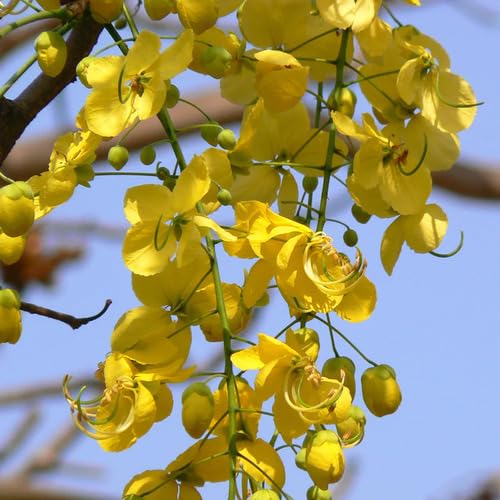 Yellow Cassia Fistula Flower Seeds