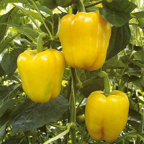 Yellow Pepper vegetable seeds - Heirloom, Organic, Non Gmo Garden Seeds for kitchen garden planting