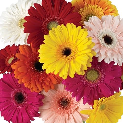 Perennial Gerbera Flower Seeds