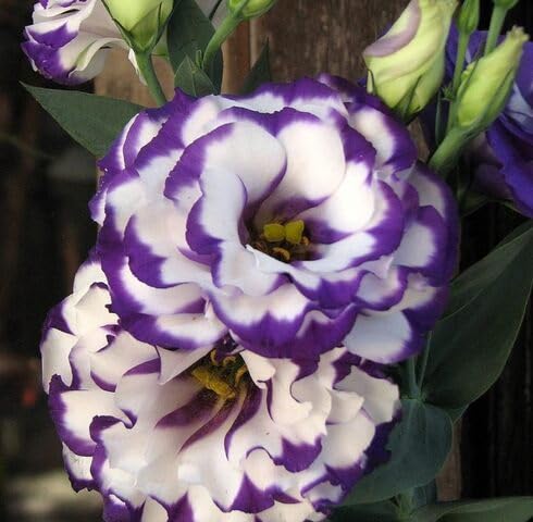 White Violet Eustoma Flower Seeds