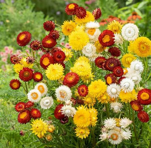 Mixed Strawflower Flower Seeds
