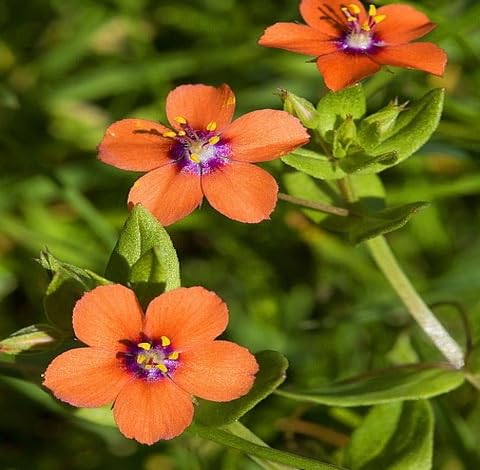 orange pimpernel flower seeds