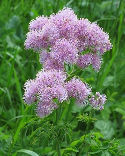 Aquilegifolium Flower Seeds