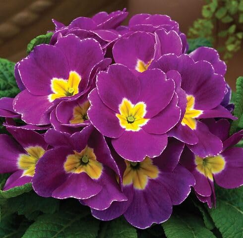 Violet Primrose Flower Seeds
