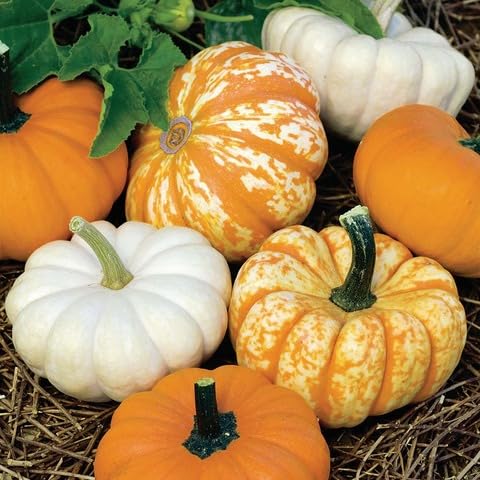 Mixed Pumpkin vegetable seeds - Heirloom, Organic, Non Gmo Garden Seeds for kitchen garden planting