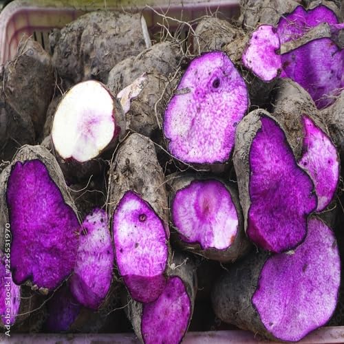 Purple Yam vegetable seeds - Heirloom, Organic, Non Gmo Garden Seeds for kitchen garden planting