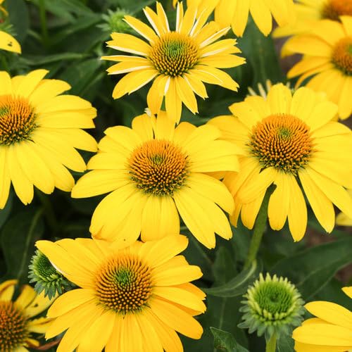 Yellow Coneflower Flower Seeds