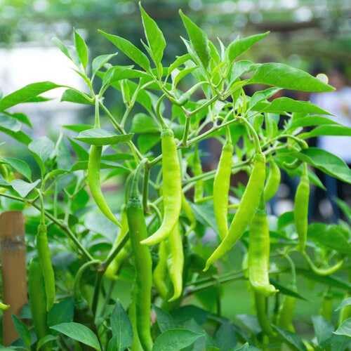 Green Chilli vegetable seeds - Heirloom, Organic, Non Gmo Garden Seeds for kitchen garden planting