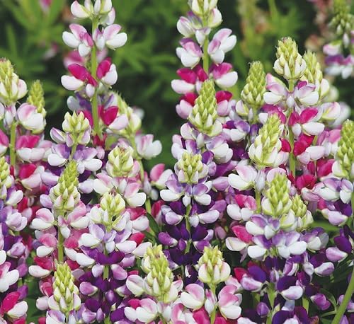 Mix Lupin Flower Seeds