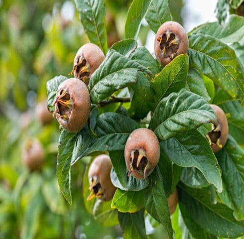 ps brown medlar fruit Fruit Seeds organic garden seeds