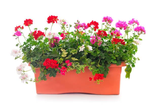 Geranium Perennial Flower Seeds