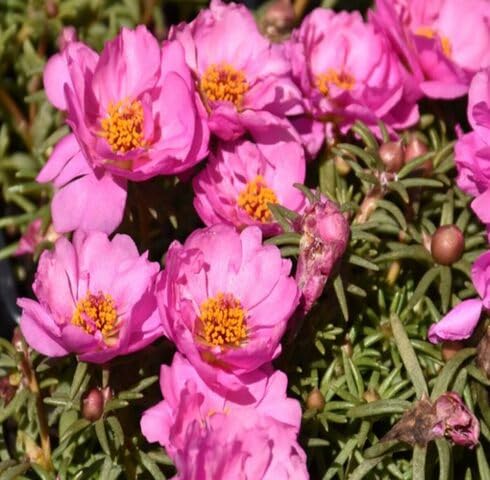 Pink Portulaca Grandiflora Flower Seeds