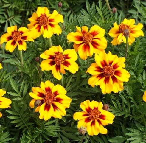 Red Yellow Dainty Marietta Marigold Flower Seeds