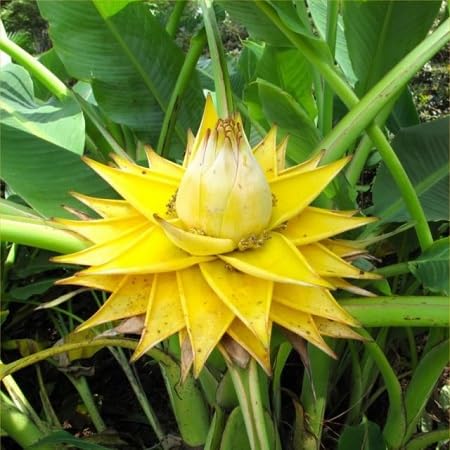 Musella Flower Seeds