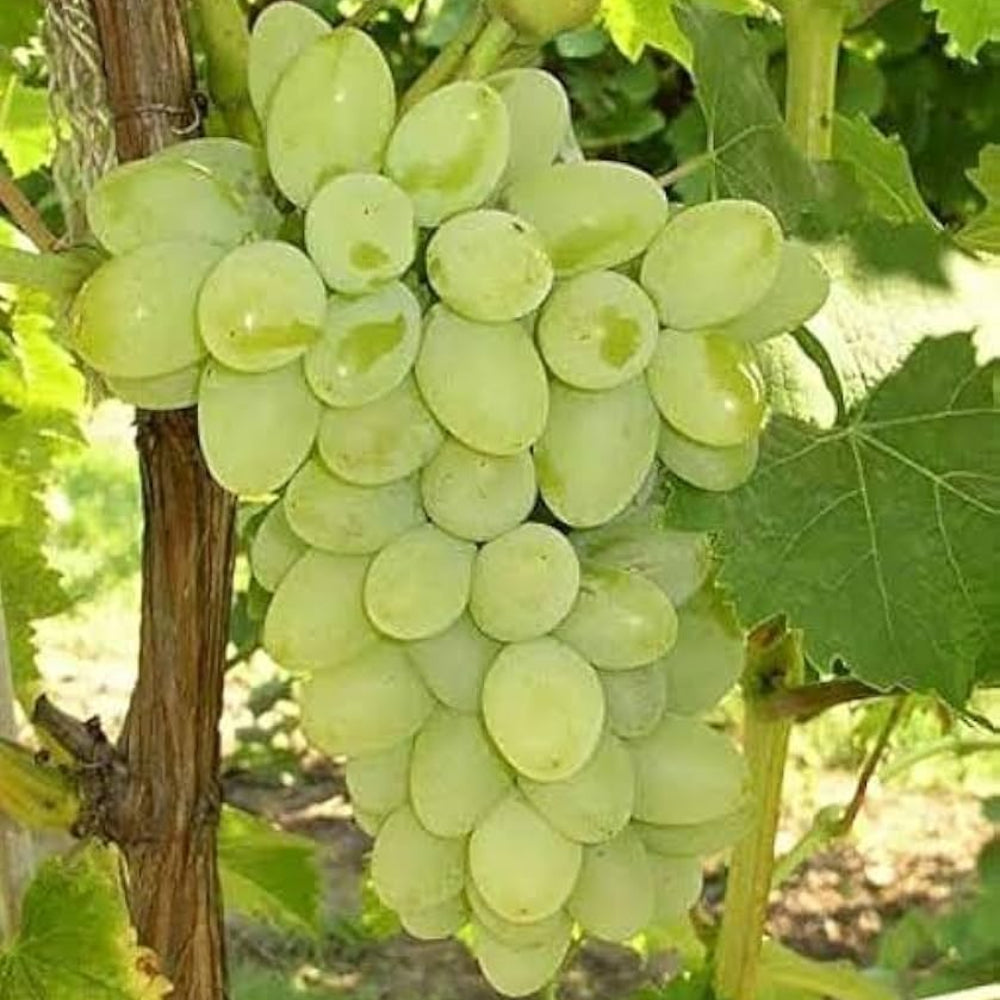 white grape fruit for planting grow crisp sweet grapes at home heirloom Fruit seeds