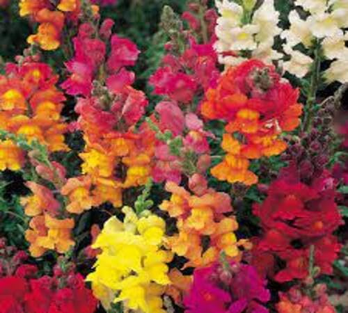 Mixed Antirrhinum Flower Seeds