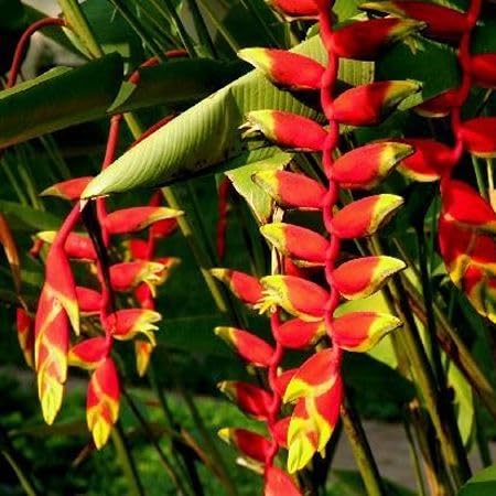 Red Heliconia Flower Seeds