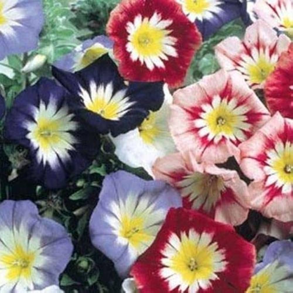 White Morning Glory Convolvulus Tricolor Ensign