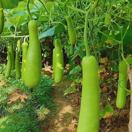 Giant Bottle Gourd Green vegetable seeds for Home Gardening, Fast Growing Home Garden for kitchen garden planting