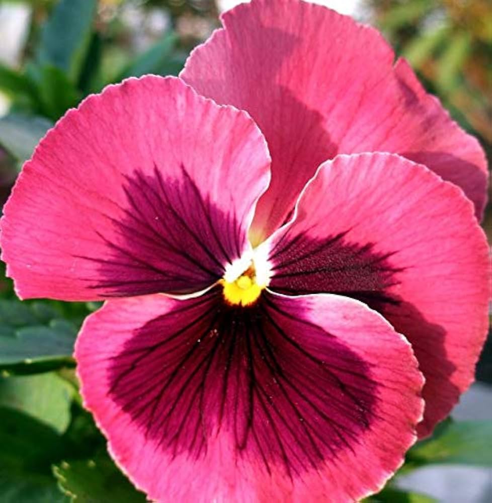 Pink Pansy Flower Seeds