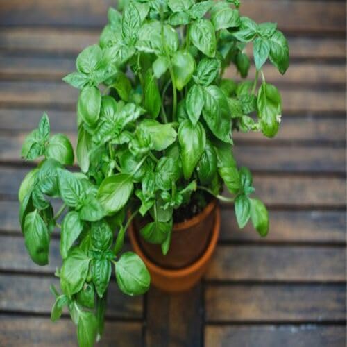 Basil Plant Seeds Green herb seeds - fresh harvest, sustainable gardening garden seeds