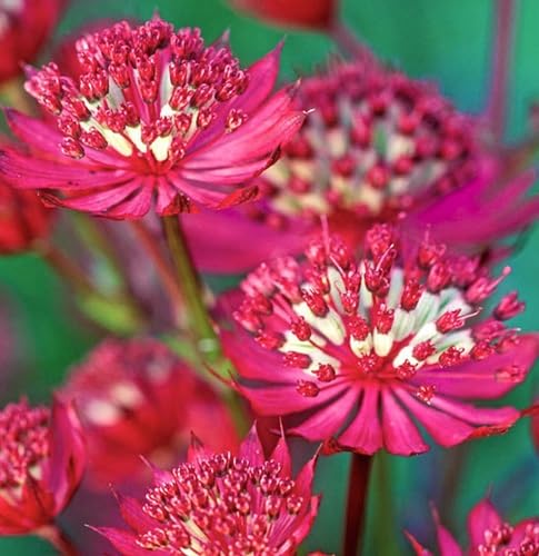 Astrantia Flower Seeds
