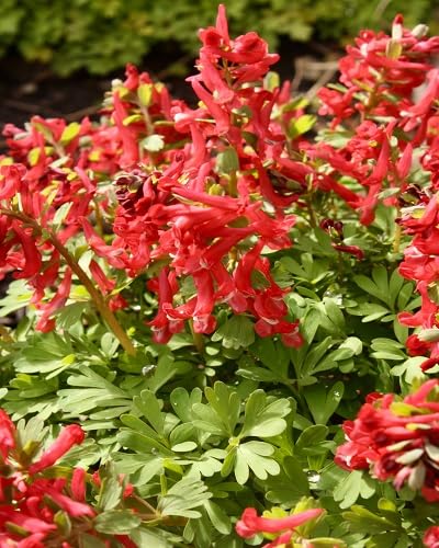 Red Corydalis Flower Seeds