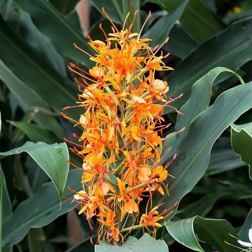 Orange Hedychium Flowers Seeds