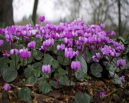 purple cyclamen flower seeds