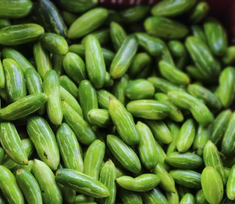 Ivy Gourd vegetable seeds for Home Gardening, Easy Grow Culinary Garden Selection Premium for kitchen garden planting