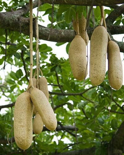 Green Sausage Plants Seeds herb seeds - natural growing, healthy herbs garden seeds