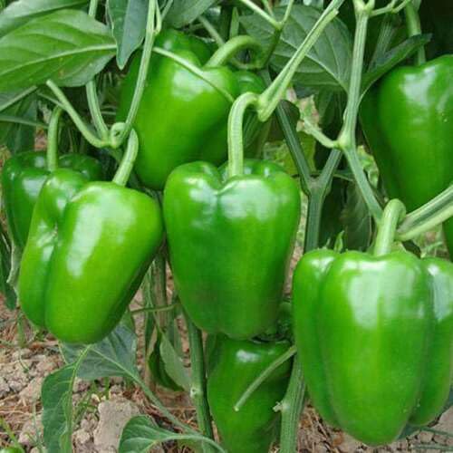 Green Pepper Green vegetable seeds for Home Gardening, Fast Growing Home Garden Variety for kitchen garden planting