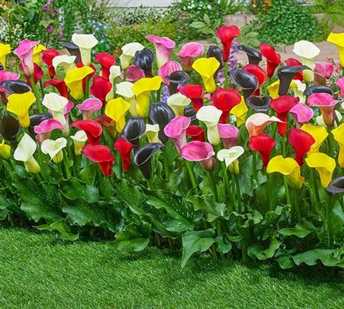 Mixed Calla Lily Flower Seeds