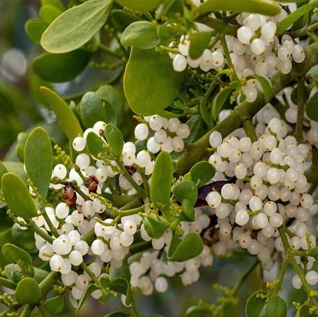 Green Mistletoe fruit seeds for organic garden planting