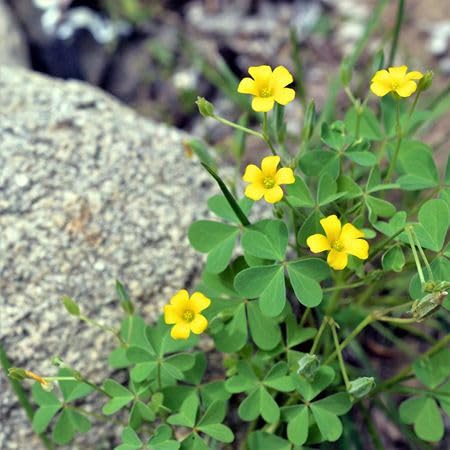 Yellow Oxalis Flower Seeds