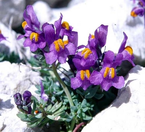 Purple Linaria Alpina Flower Seeds